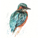 Trentham Kingfisher Card