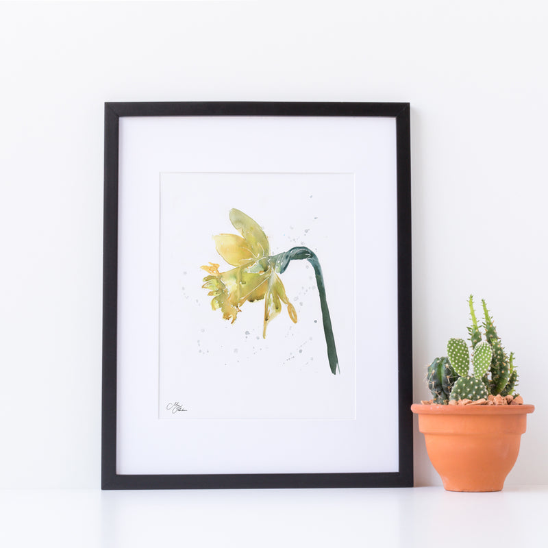 The Welsh Flower Daffodil Water colour A4 Mounted print with 14 x 11" Mount (Frame not included) By Meg Hawkins