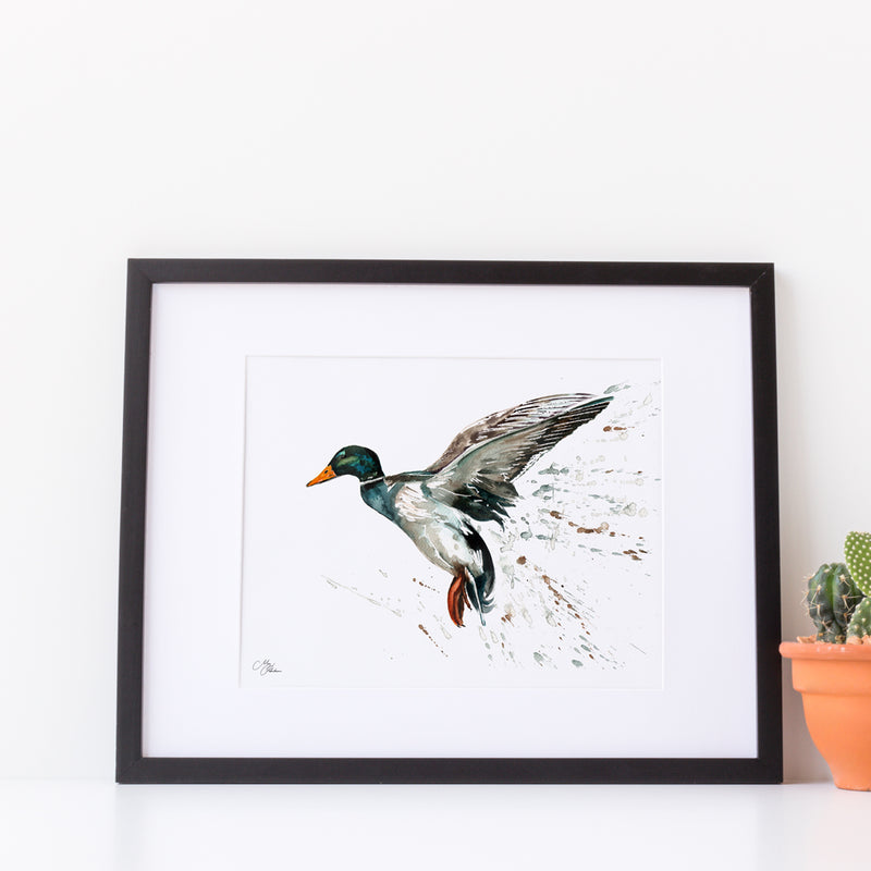 Mallard A4 Mounted print with 14 x 11" Mount (Frame not included) By Meg Hawkins