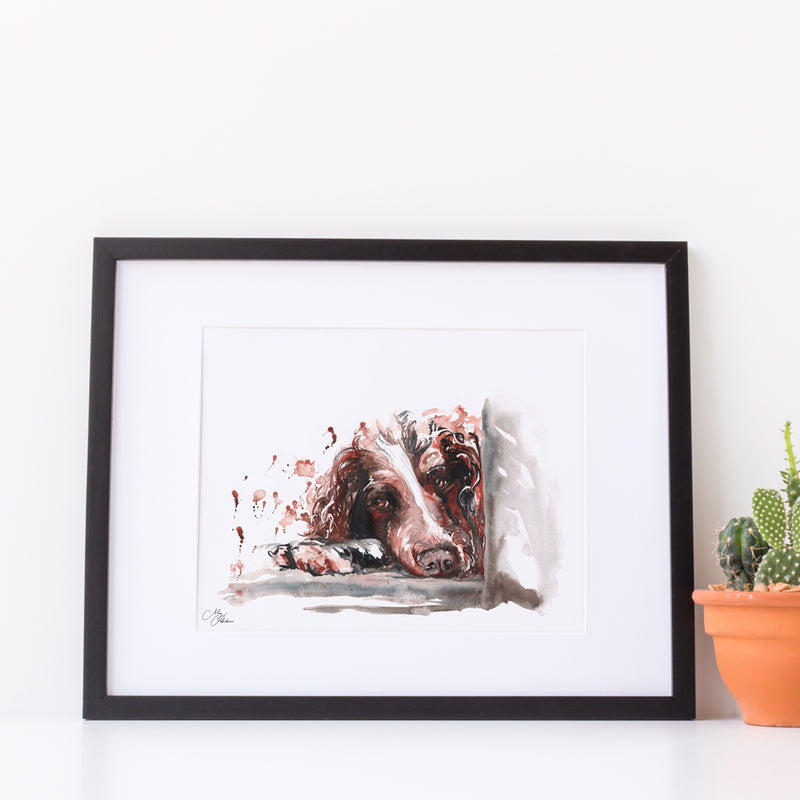 Springer Spaniel