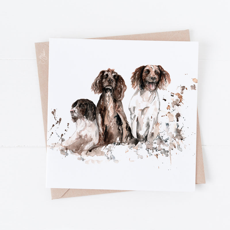 Springer Spaniels