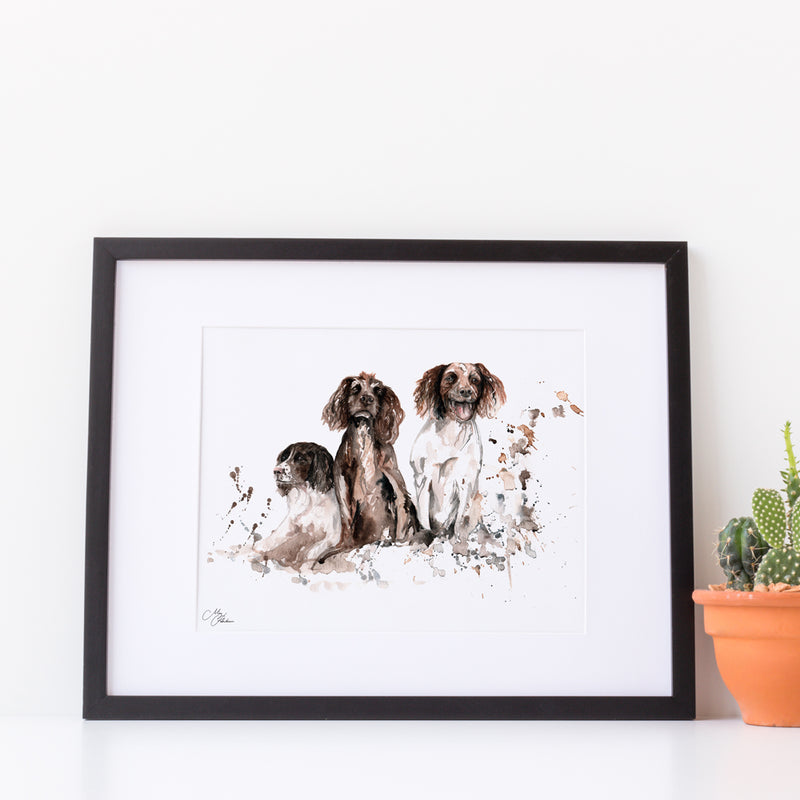 Springer Spaniels