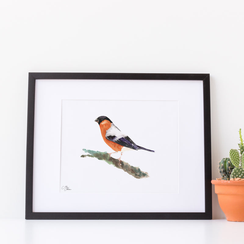 British Birds ,Bull Finch Water colour A4 Mounted print with 14 x 11" Mount (Frame not included) By Meg Hawkins