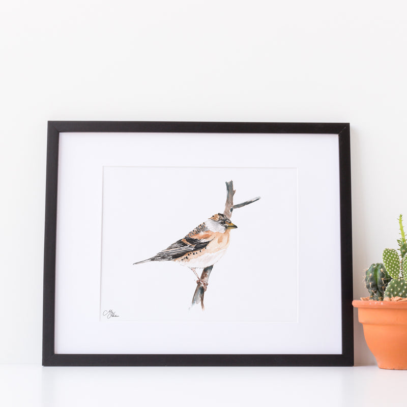 British Birds , Brambling Water colour A4 Mounted print with 14 x 11" Mount (Frame not included) By Meg Hawkins