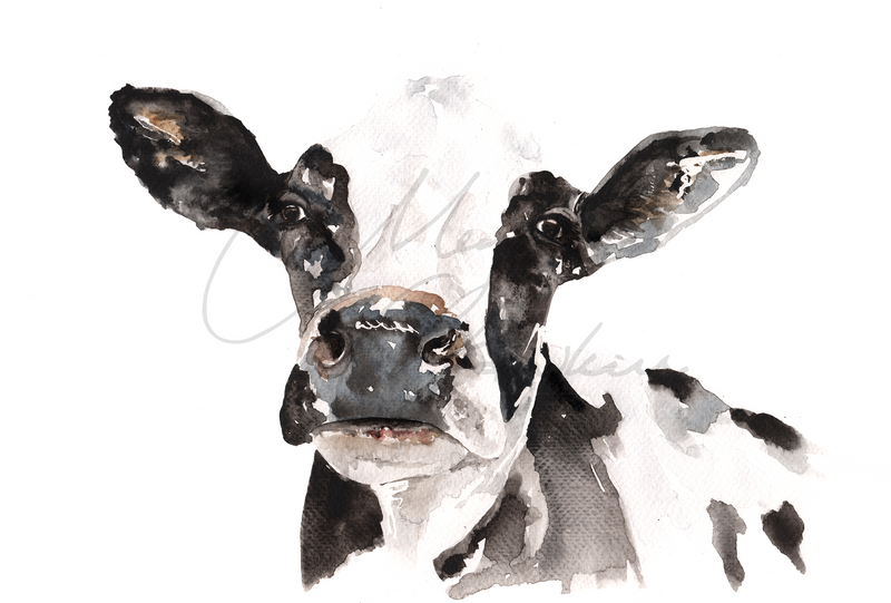 Friesian Cow Design Splashback