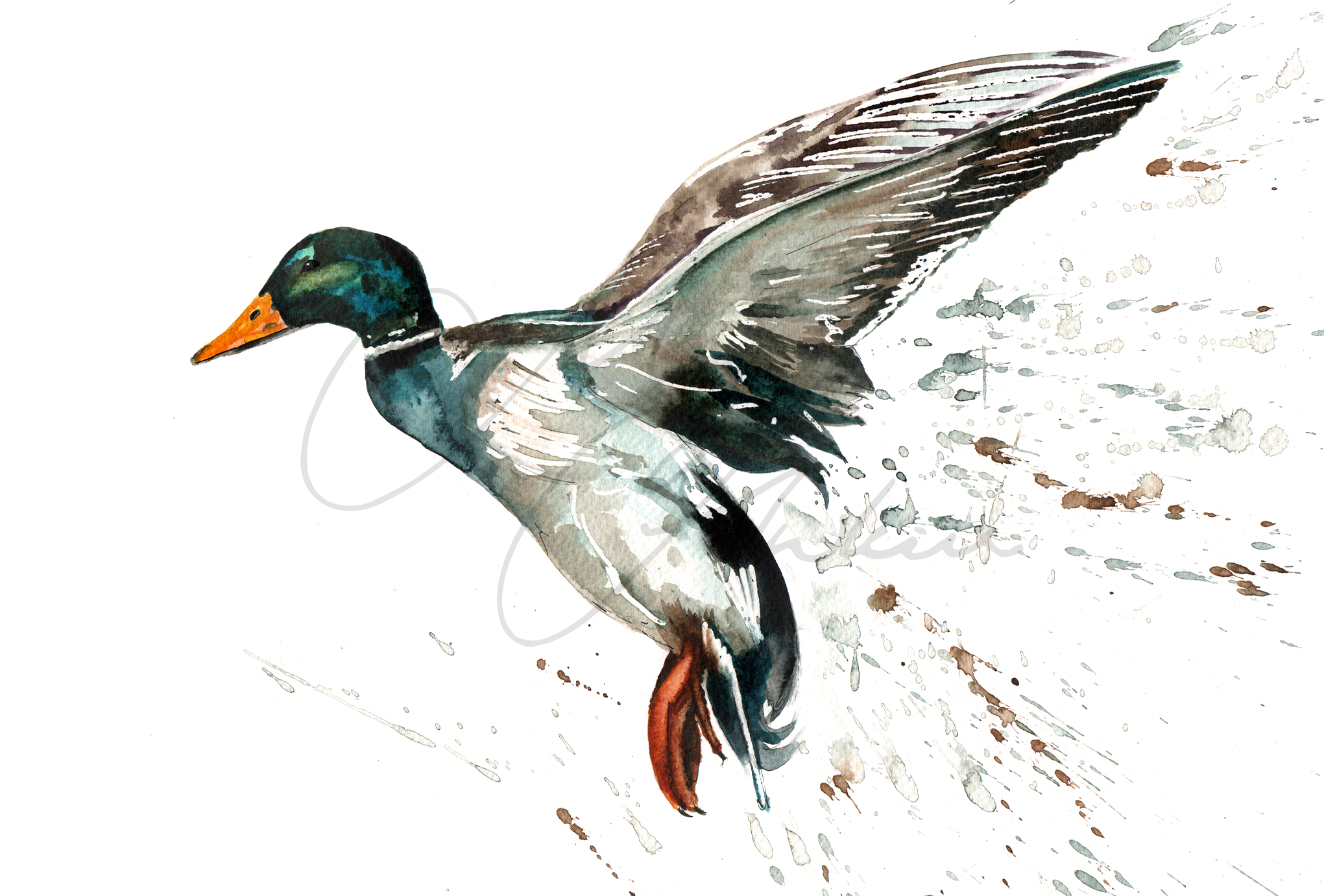 Mallard Design Splashback