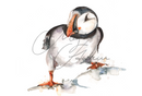 Puffin Design Splashback