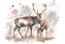Stag and Doe Design Splashback
