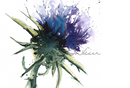 Thistle Design Splashback