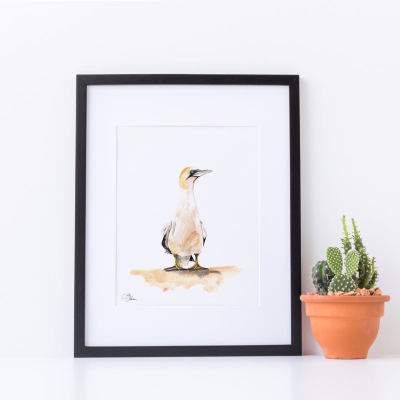 Gannet A4 Mounted print with 14 x 11" Mount (Frame not included) By Meg Hawkins
