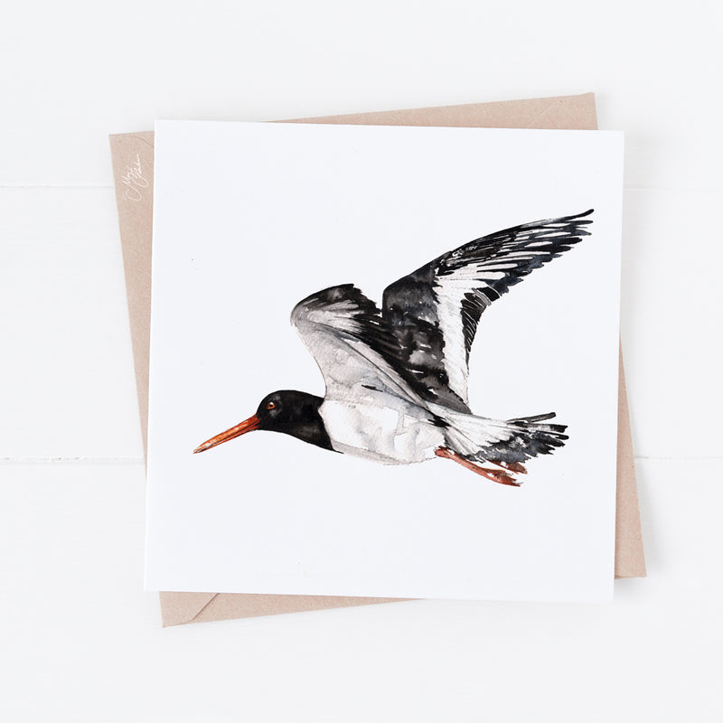Oyster Catcher Greeting Card By Meg Hawkins